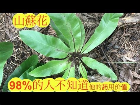 山蘇 風水|【山蘇風水】山蘇盆栽擺放小心！命理師湯鎮瑋揭露「山蘇風水」。